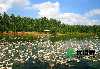 養(yǎng)鴨場(chǎng)
